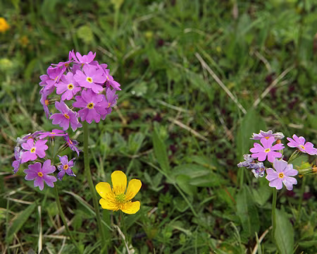 IMG_7554 Primevère farineuse