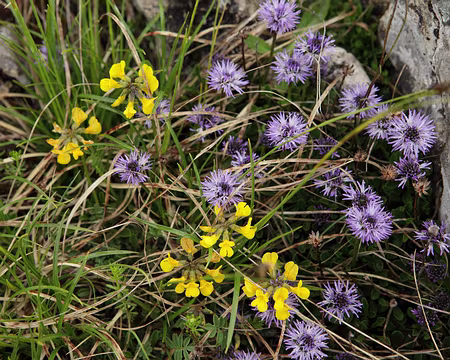 IMG_7560 Globulaire à feuilles en coeur et hippocrépide à toupet