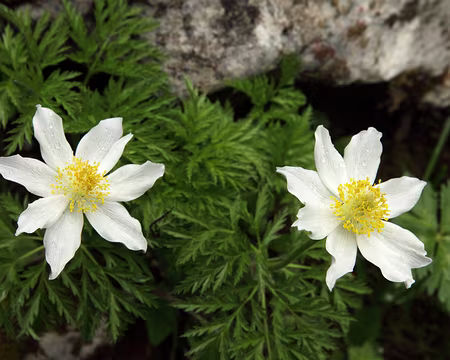 IMG_7578 Anémone des Alpes