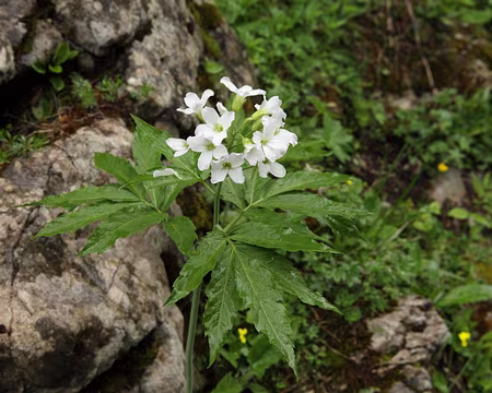 IMG_7581 Cardamine à sept folioles