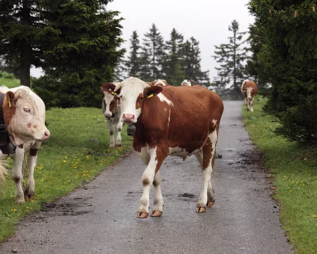 IMG_7603 Elégance bovine