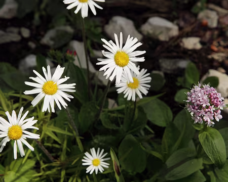 IMG_7608 Marguerites et valériane des montagnes
