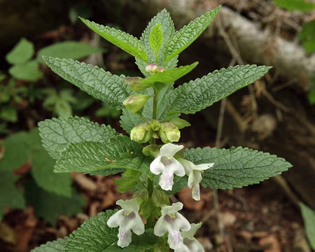 IMG_7623 Mélitte à feuilles de mélisse