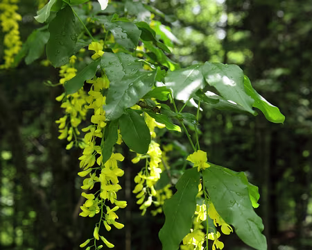 IMG_7626 Cytise des Alpes