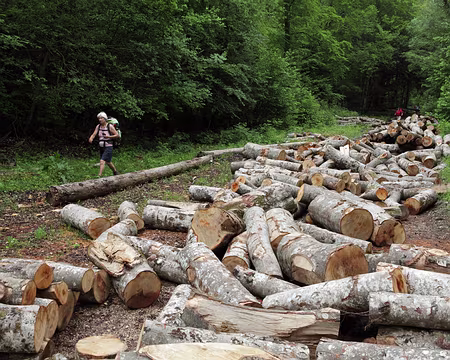 IMG_7632 Bois en vrac