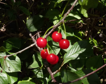 PXL020 L'objet du délit