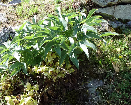 PXL014 BONFATU - TUARELLI : leçon de botanique - lundi 5 juillet matin