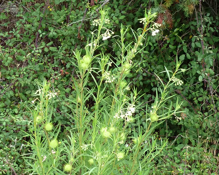 PXL024 Leçon de botanique n°2