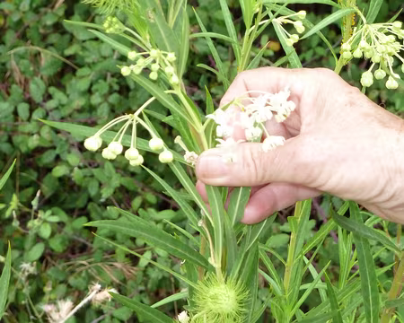 PXL026 Leçon de botanique n°4