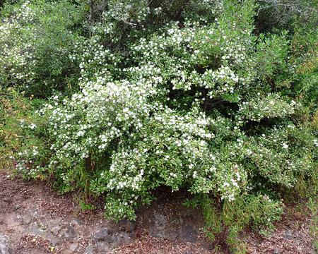 PXL027 Leçon de botanique n°5