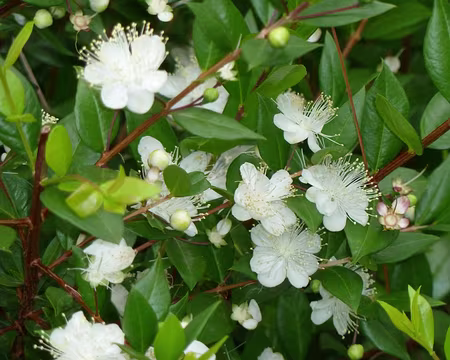 PXL030 Leçon de botanique n°6