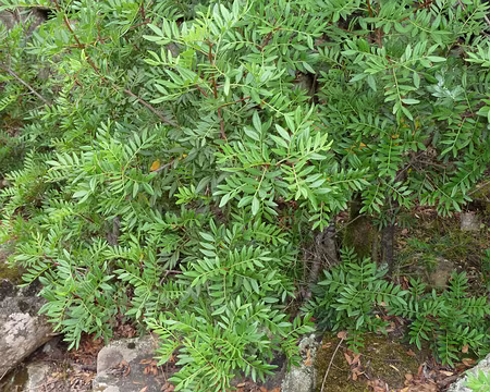 PXL031 Leçon de botanique n°7