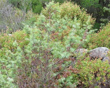 PXL033 Fouili- fouilla