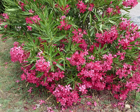 PXL045 Leçon de botanique n°8