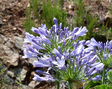 PXL047 Leçon de botanique n°10