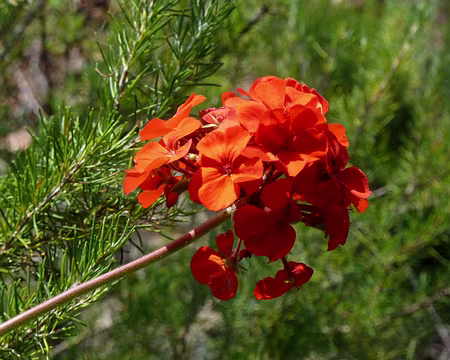 PXL048 Leçon de botanique n°11