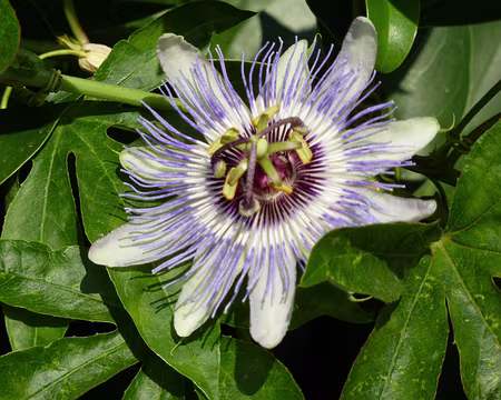 PXL049 Leçon de botanique n°12