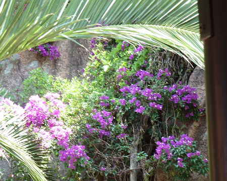 PXL068 Leçon de botanique n°13