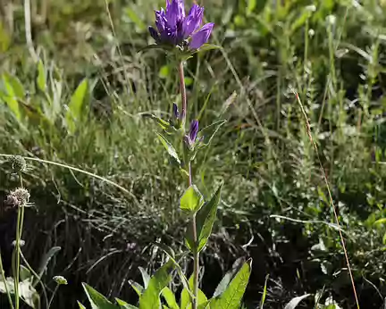 IMG_9231 Campanule aglomérée (Campanula glomerata L.)