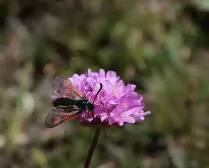 IMG_9300 Zygène sur une armérie des Alpes (Armeria alpina Willd.)