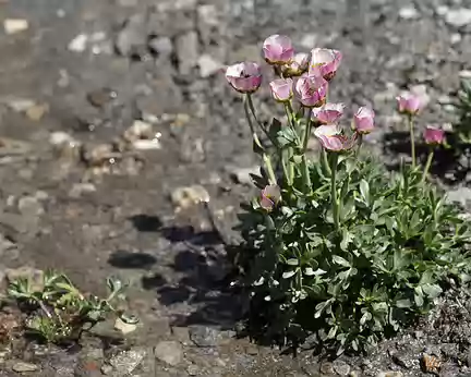 IMG_9609 Renoncule des glaciers (Ranunculus glacialis L.)