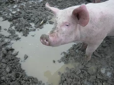 2010-07 Suisse - Gruyere