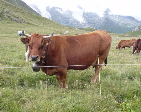 PXL027 Vache triste ?