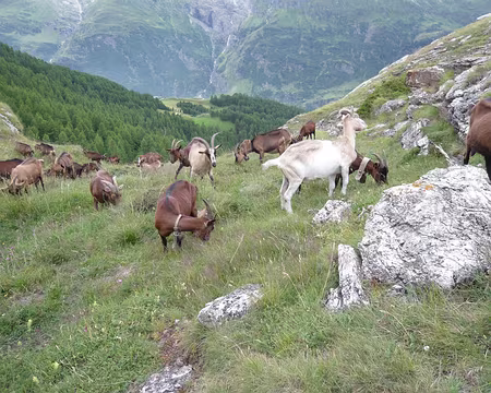 PXL029 Chèvres, copines de pique-nique, ravies et facétieuses