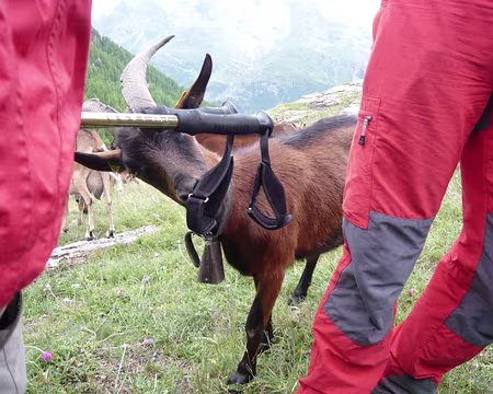 PXL032 la gourmandise 