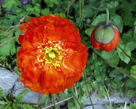 PXL041 Coqueliquot d'importation !