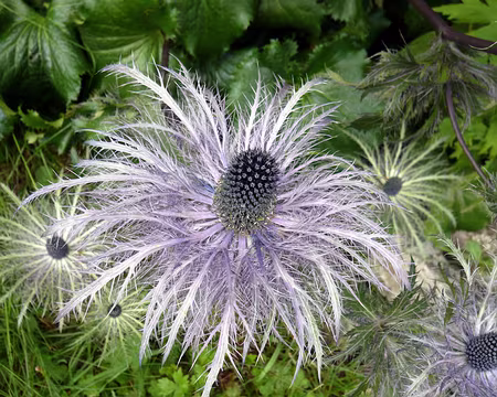 PXL045 Panicaut des Alpes