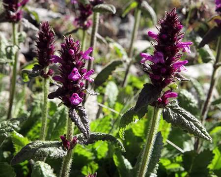 IMG19706 Epiaire du Monte Prada (Stachys pradica (Zanted.) Greuter & Pignatti)