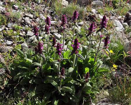 IMG19707 Epiaire du Monte Prada (Stachys pradica (Zanted.) Greuter & Pignatti)