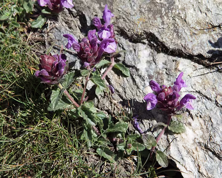 IMG19713 Scutellaire des Alpes (Scutellaria alpina L.)
