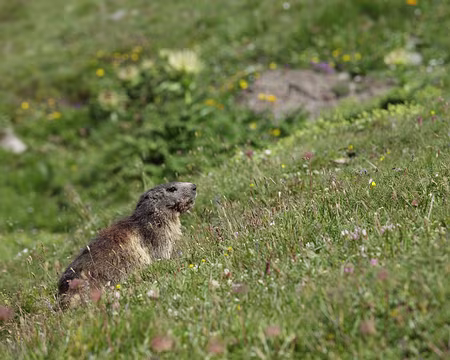 IMG19719 C'est un « pépère » !