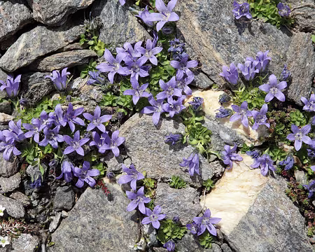 IMG19821 Campanule du Mont Cenis (Campanula cenisia L.)