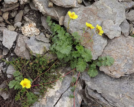 IMG19828 Benoîte rampante (Geum reptans L.)