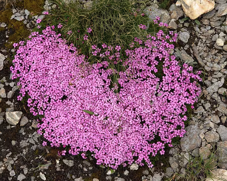 IMG19836 Silène acaule (Silene acaulis (L.) Jacq.)