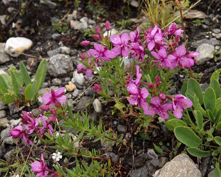 IMG19849 Epilobe des moraines (Epilobium dodonaei Vill. subsp. fleischeri (Hochst.) Schinz & Thell.)