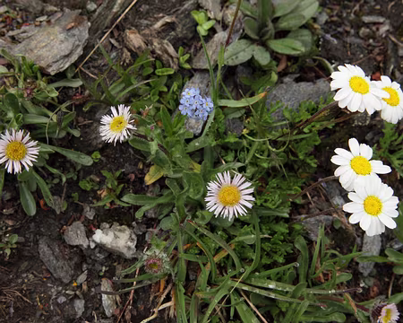 IMG19860 Vergerette des Alpes (Erigeron alpinus L.), Myosotis des Alpes (Myosotis alpestris F.W.Schmidt) et Petite marguerite (Leucanthemopsis minima (Vill.) March)