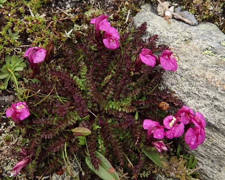 IMG19864 Pédiculaire de Kerner (Pedicularis kerneri Dalla Torre)