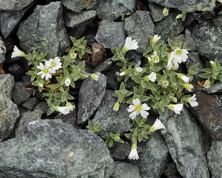 IMG19874 Céraiste à larges feuilles (Cerastium latifolium L.)