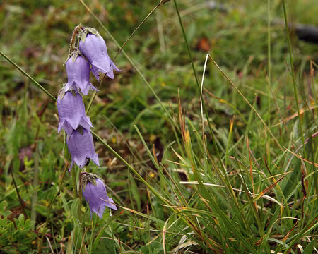 IMG19913 Campanule barbue (Campanula barbata L.)