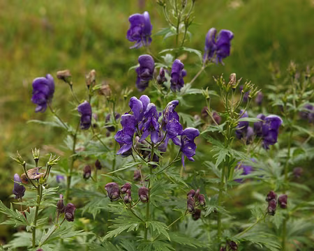 IMG19915 Aconit paniculé (Aconitum variegatum L. subsp. paniculatum (Arcang.) Negodi)