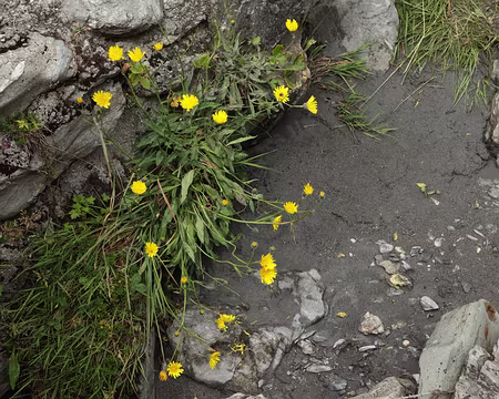 IMG19970 Epervière glauque (Hieracium glaucum All.)