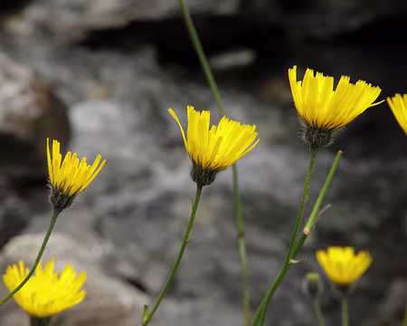 IMG19971 Epervière glauque (Hieracium glaucum All.)