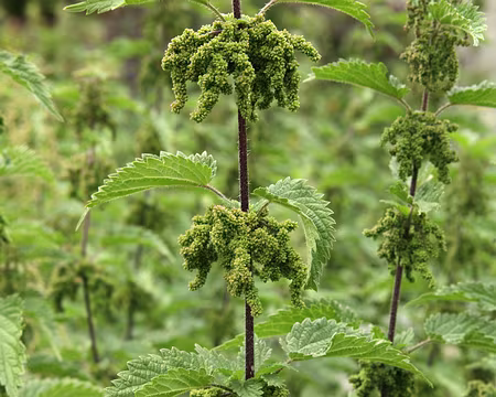 IMG19972 Grande ortie (Urtica dioica L.)