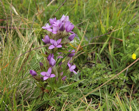 IMG20124 Gentiane champêtre (Gentianella campestris (L.) Börner)