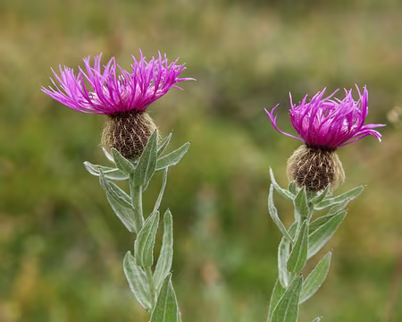 IMG20127 Centaurée uniflore (Centaurea uniflora Turra)