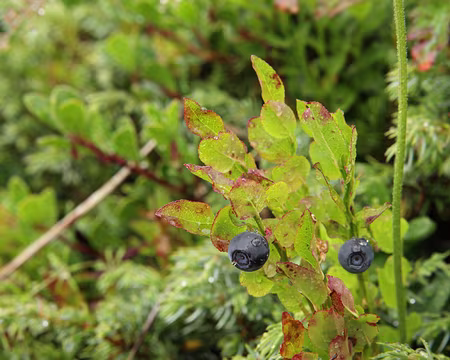 IMG20148 Myrtille (Vaccinium myrtillus L.)